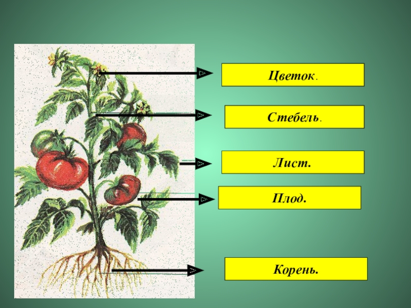 Внутреннее строение томата. Схема строения цветкового растения помидор. Строение покрытосеменного растения томат. Помидор корень стебель лист плод. Корень стебель лист цветок.