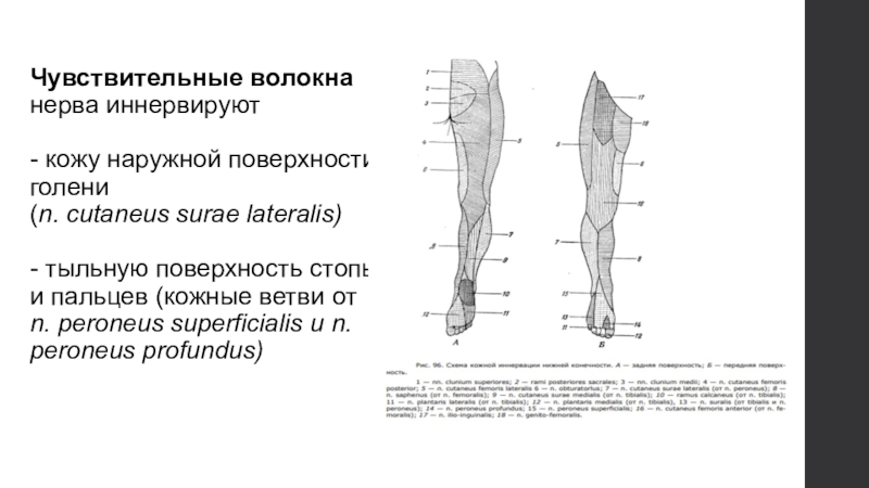 Поверхностный малоберцовый. Малоберцовый нерв иннервация кожи. Поверхностный малоберцовый нерв иннервирует. Малоберцовый нерв иннервирует икроножную мышцу. Поверхностный малоберцовый нерв иннервирует мышцы.