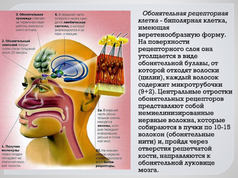 Интеллектуальные сенсорные системы презентация