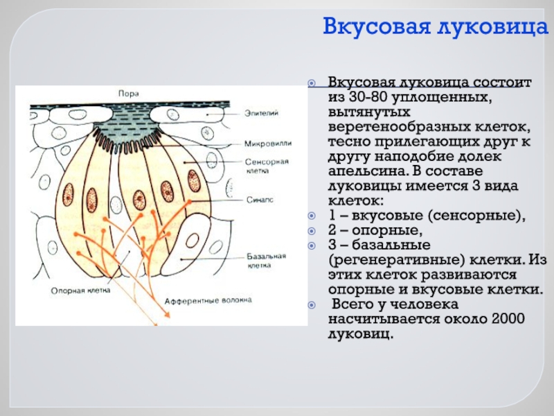 Вкусовая сенсорная система презентация