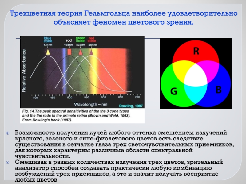 Юнг цвета. Теория Гельмгольца. Теории цветного зрения , п.и. Лазарев).. Функция Гельмгольца. Цвет явления культуры.