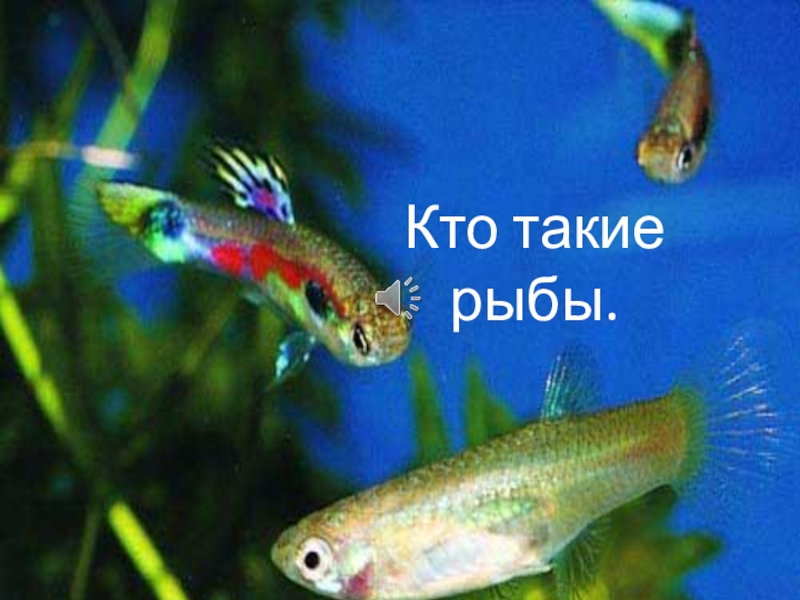 Кто такие рыбы