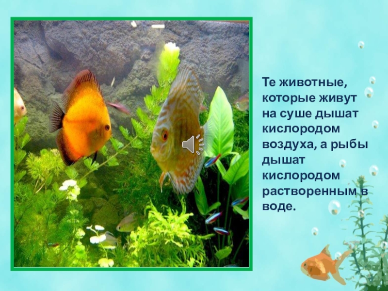 Рыба дышит воздухом. Рыбы которые дышат на суше. Почему рыба не может дышать на суше. Почему рыбы не могут дышать на суше.