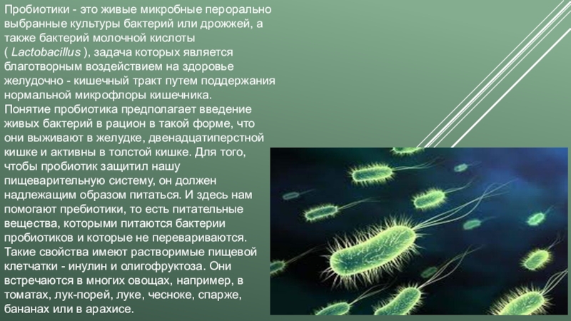 Жива культура бактерии