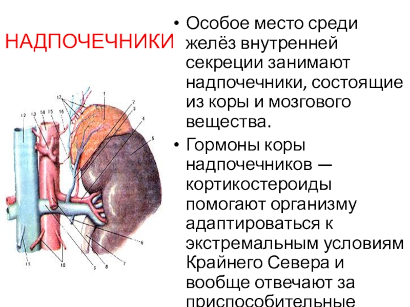 Анатомия и физиология надпочечников презентация