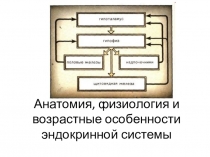Анатомия, физиология и возрастные особенности эндокринной системы