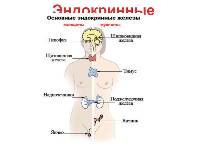 Презентация на тему эндокринная система