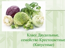 1
Класс Двудольные,
семейство Крестоцветные
(Капустные)