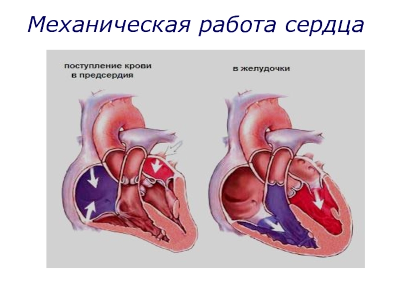 Проект работа сердца