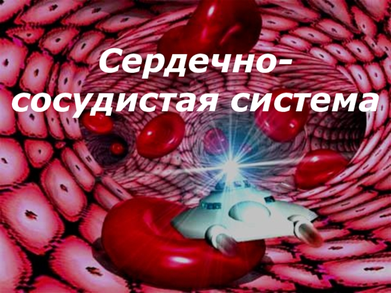 Сердечно-сосудистая система