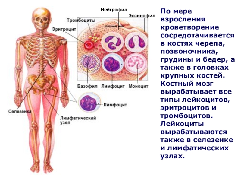 Органы кроветворения иммунной