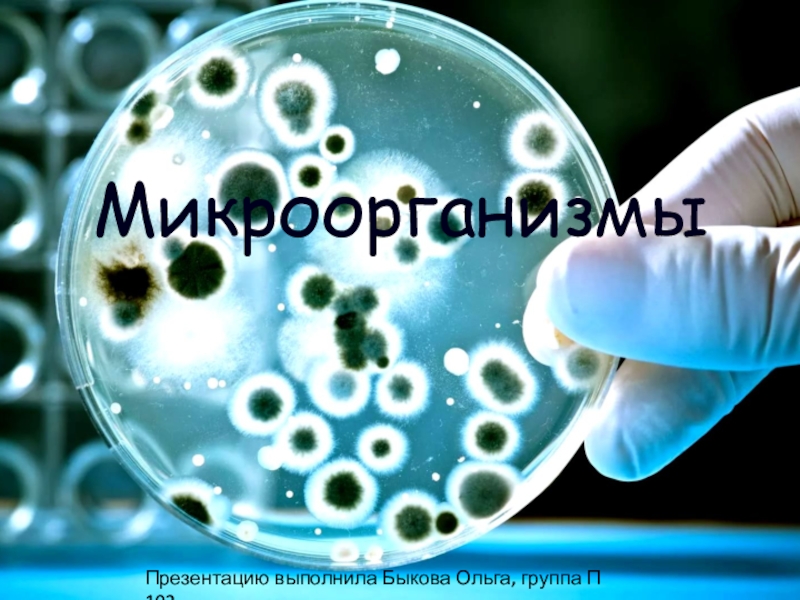 Микроорганизмы