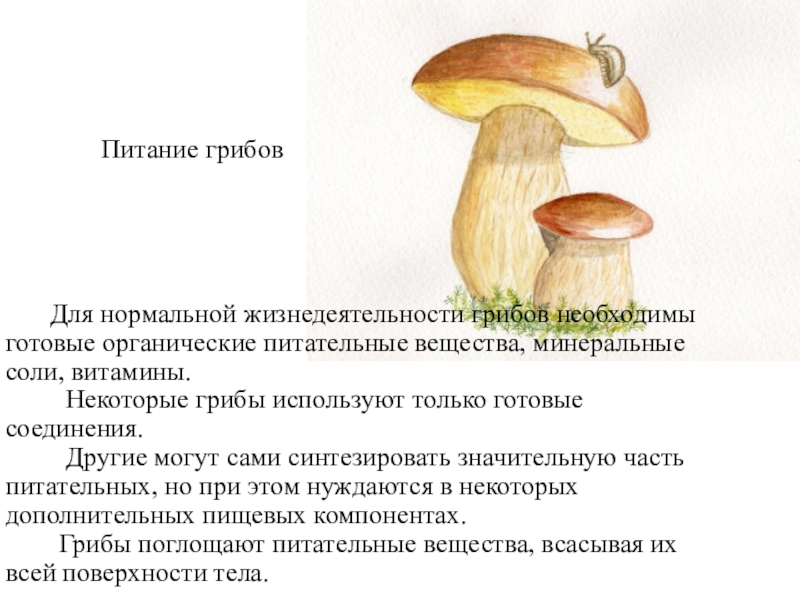 Почему грибы употребляют в пищу. Питание грибов. Вещества для питания грибы. Жизнедеятельность грибов. Для питания грибам необходимы.