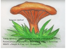 Загадки грибов !