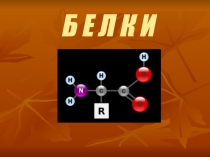 Б Е Л К И