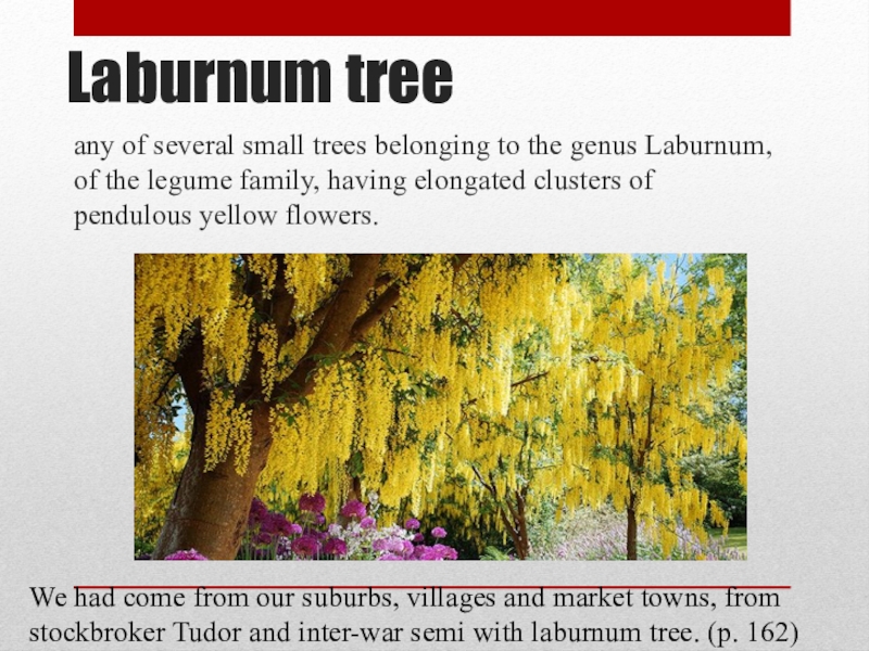 Laburnum treeany of several small trees belonging to the genus Laburnum, of the legume family, having elongated
