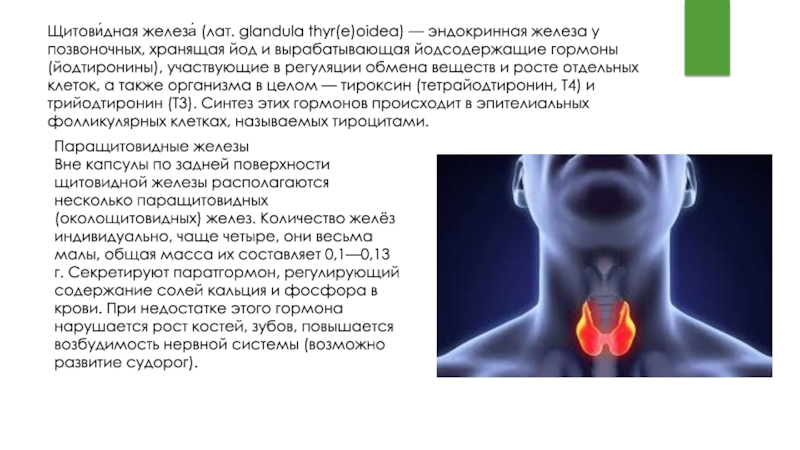 Самая крупная эндокринная железа. Йодсодержащие гормоны щитовидной железы. Щитовидная железа у позвоночных животных. Памятка на тему эндокринная система.