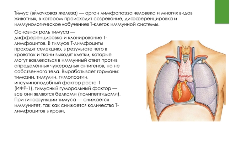 Иммунный орган тимус. Тимус эндокринная железа. Вилочковая железа строение. Строение тимуса человека. Щитовидная и вилочковая железа.