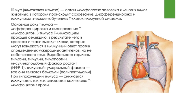 Вилочковая железа функции. Тимус эндокринная железа. Тимус железа внутренней секреции. Тимус функции. Эндокринная функция тимуса.