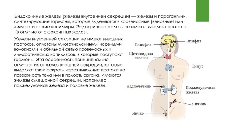 Железы смешанной секреции имеют протоки. Эндокринная система внешней секреции. Эндокринная система железы внутренней и внешней секреции. Гормоны желёз внешней секреции. Эндокринная система железы внешней секреции.