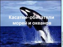 Касатки- обитатели
морей и океанов