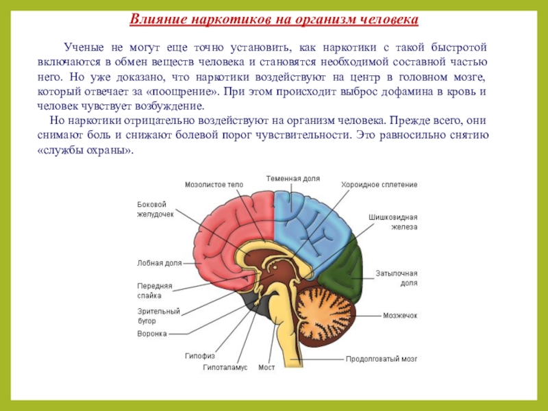 Какое действие на организм человека. На какие системы организма влияют наркотики. Влияние наркотиков на организм человека. Воздействие наркотиков на организм человека. Как воздействуют наркотики на организм человека?.