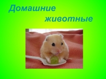 Домашние
животные