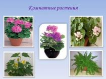 Сырцова О.П. цветы на подоконнике