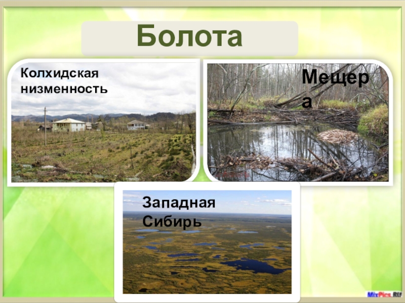Дача занимая широкую и болотистую низменность раньше. Болота Евразии. Крупные болота Евразии. Низменности: , Колхидская низменность,. Природные зоны болота.