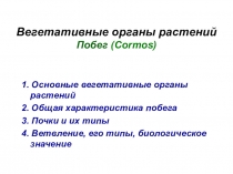 Вегетативные органы растений Побег ( Cormos)