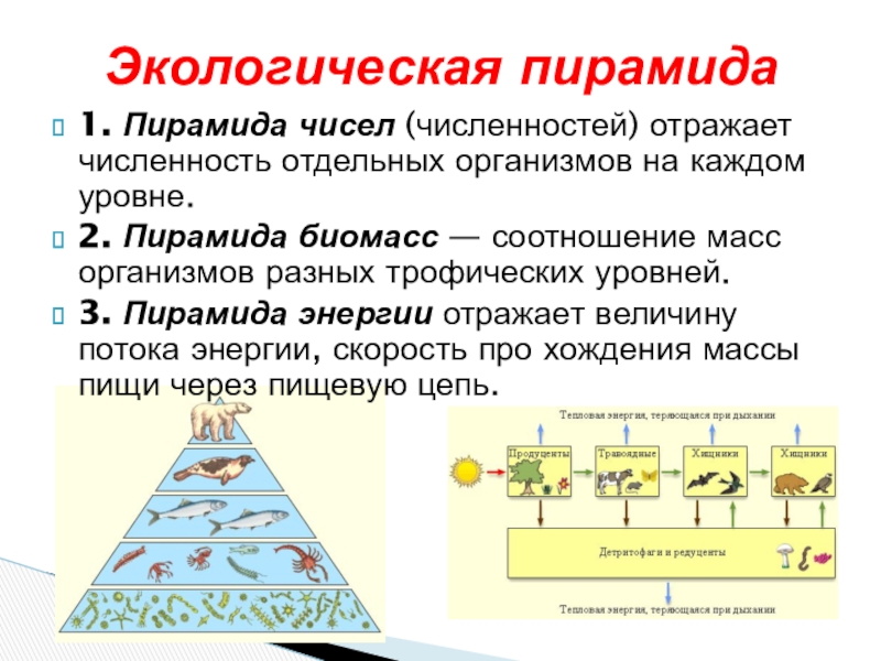 Биомасса каждого трофического уровня. Экологические пирамиды пирамида биомасс. Пирамида биомассы смешанного леса. Пирамида биомасс трофических уровней. Экологическая пирамида хвойного леса.