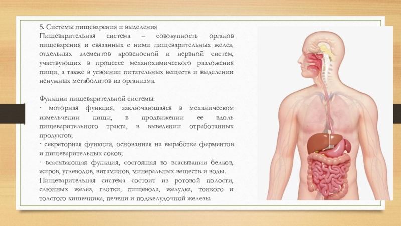 Совокупность органов человека. Системы организма и физиологические функции. Организм основные функции организма. Морфологические системы организма это. Система пищеварения и выделения.