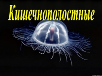Кишечнополостные