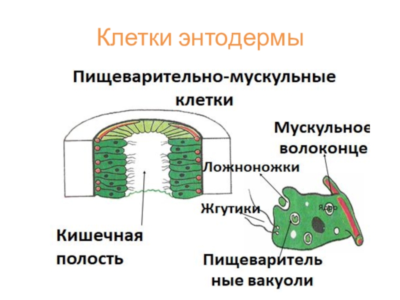 Клетки энтодермы. Пищеварительно мускульные клетки энтодермы. Пищеварительно мускульные клетки кишечнополостных. Клетки энтодермы кишечнополостных выполняют функцию:. Энтодерма эпителиально мускульная клетка функции.