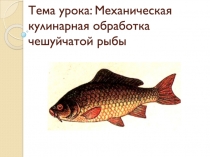 Тема урока: Механическая кулинарная обработка чешуйчатой рыбы
