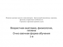Понятие органов чувств и анализаторов. Зрительный анализатор: строение,