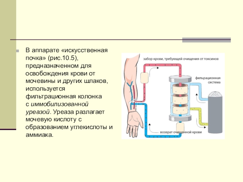 Принцип работы аппарата искусственная почка рисунок