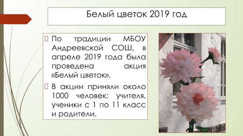 Белый цветок 2019 год