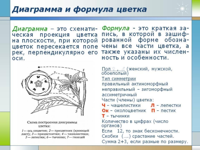 Формула и диаграмма цветка. Диаграммы цветков по семействам и их формулы. Формула цветка диаграмма цветка. Диаграмма сложноцветных цветков.