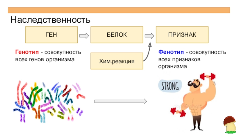 Методы исследования наследственности фенотип и генотип 9 класс презентация пасечник