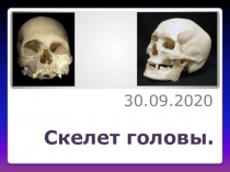 Скелет головы