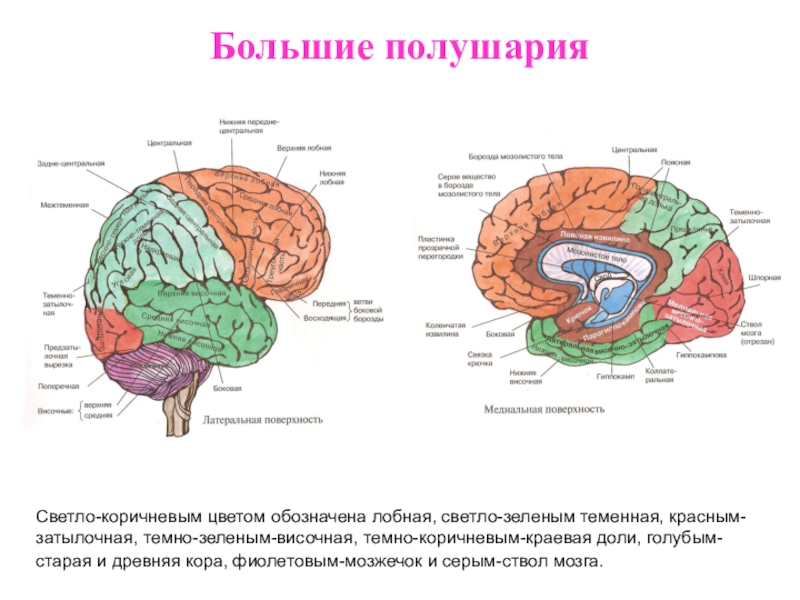 Установите соответствие между характеристиками и отделами головного мозга обозначенными на рисунке