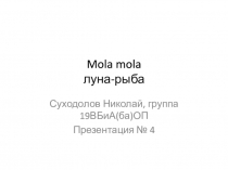 Mola mola луна-рыба