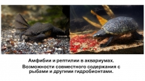 Амфибии и рептилии в аквариумах.
Возможности совместного содержания с рыбами и