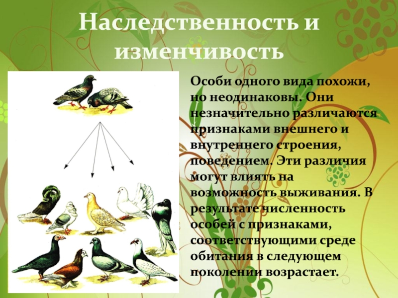 Изменчивость особей. Изменчивость у особей одного вида. Особи одного вида. Особи одного вида птиц. Поведение особей одного вида.