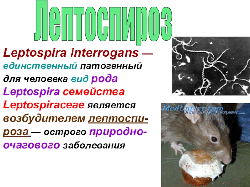 Leptospira interrogans — единственный патогенный для человека вид рода
