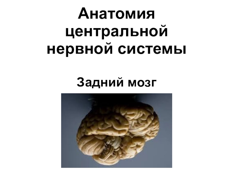 Анатомия центральной нервной системы Задний мозг