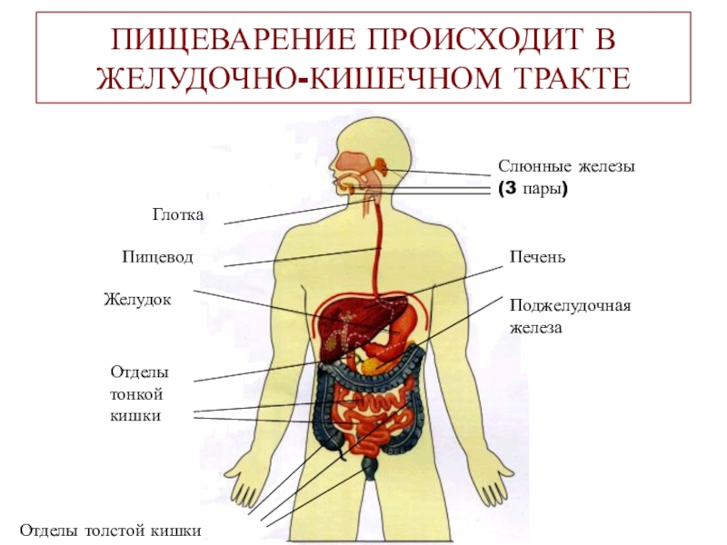Пищеварительные железы толстого кишечника. Пищеварительные железы. Органы и железы пищеварительного тракта. Органы ЖКТ И железы.