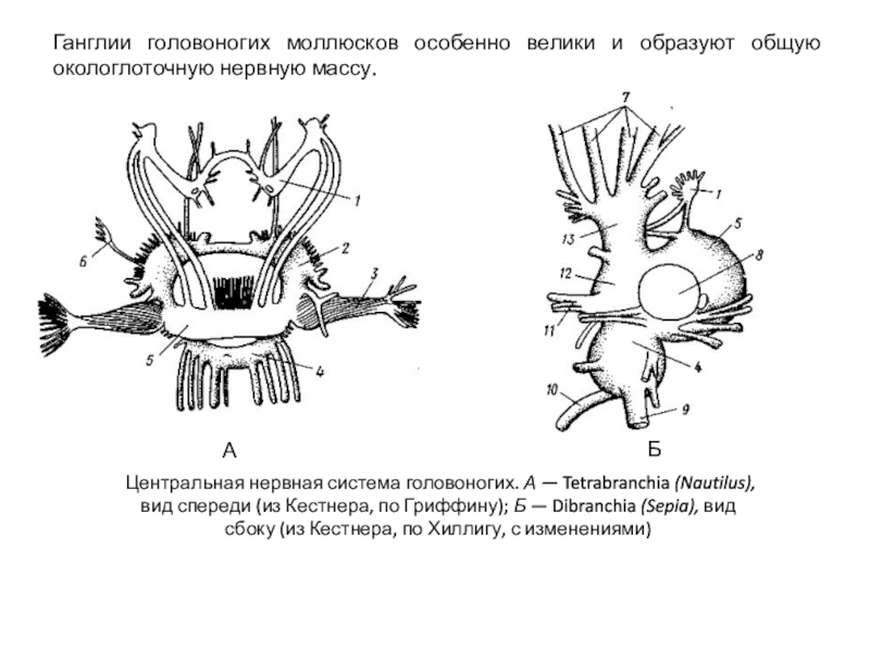 Нервная система головоногих моллюсков какого типа