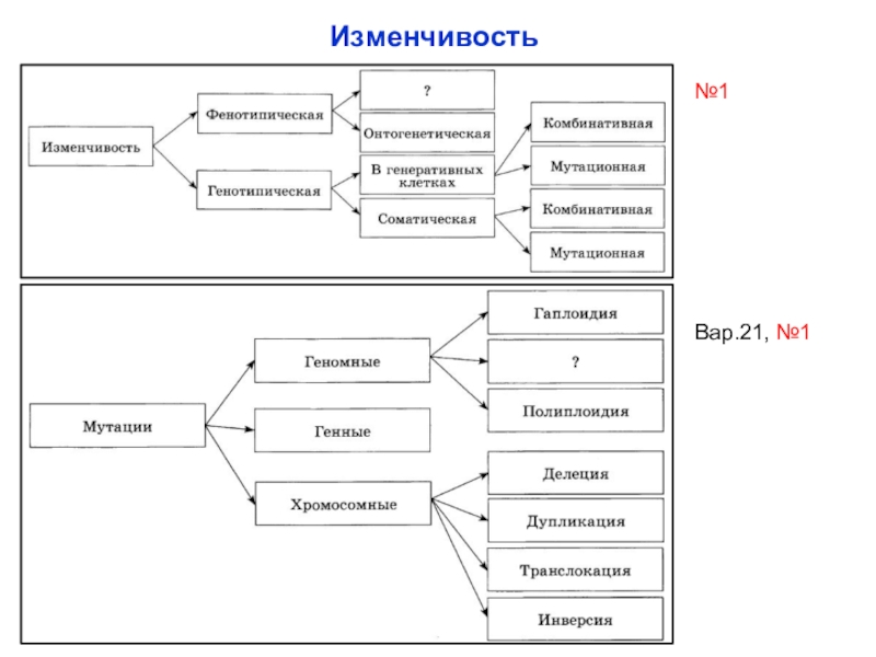 Блок схема изменчивость